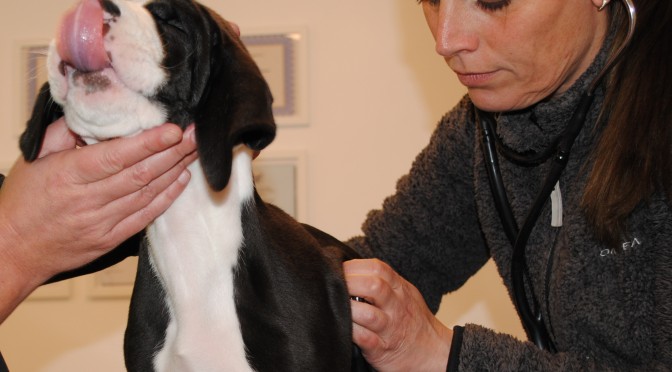 Hos dyrlægen – At the vet 8 weeks old